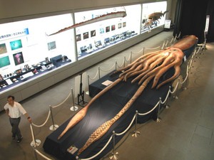 architeuthis_musee_small.jpg