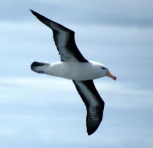 albatros-11.jpg